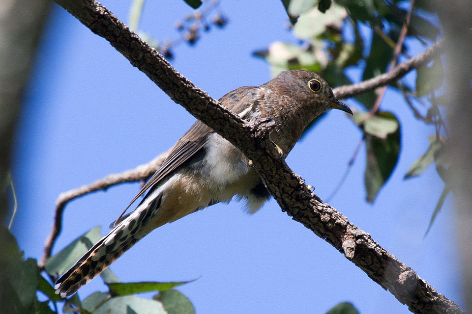 Fan-tailed Cuckoo (Cacomantis flabelliformis)